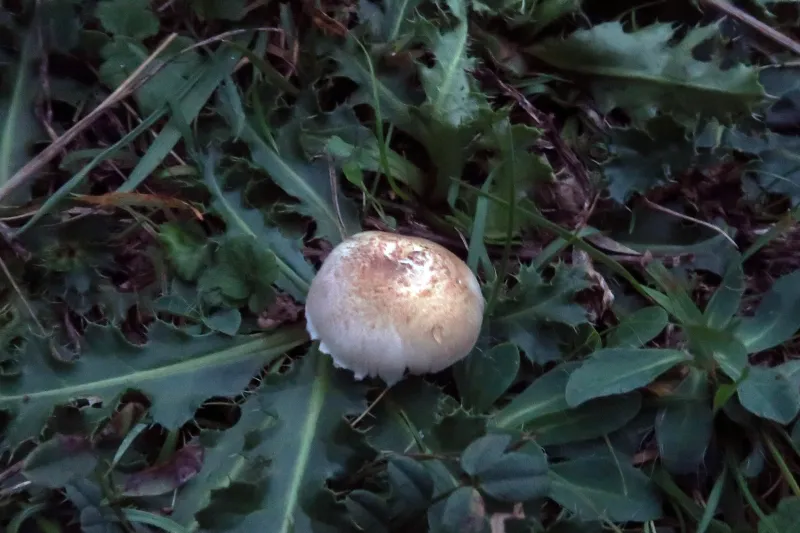 Agaricus semotus 1 - IMG_7632